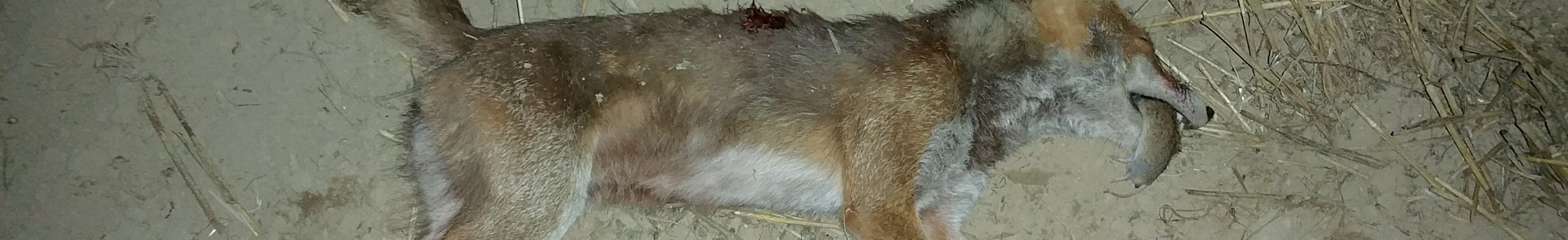 Fuchs mit Maus im Fang